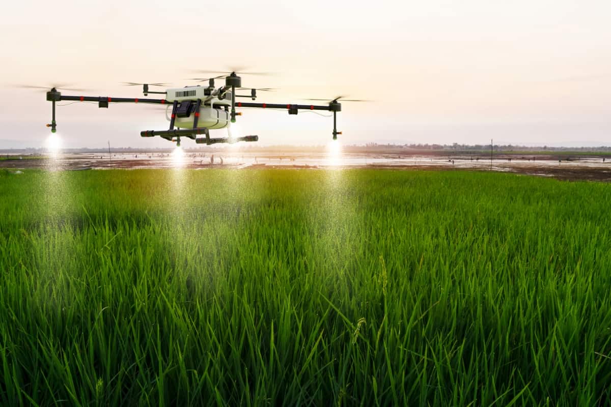 Agriculture Drone Flying on Rice Farm to Sprayed Fertilizer