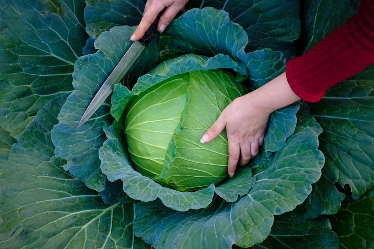 10 Best Cabbage Varieties
