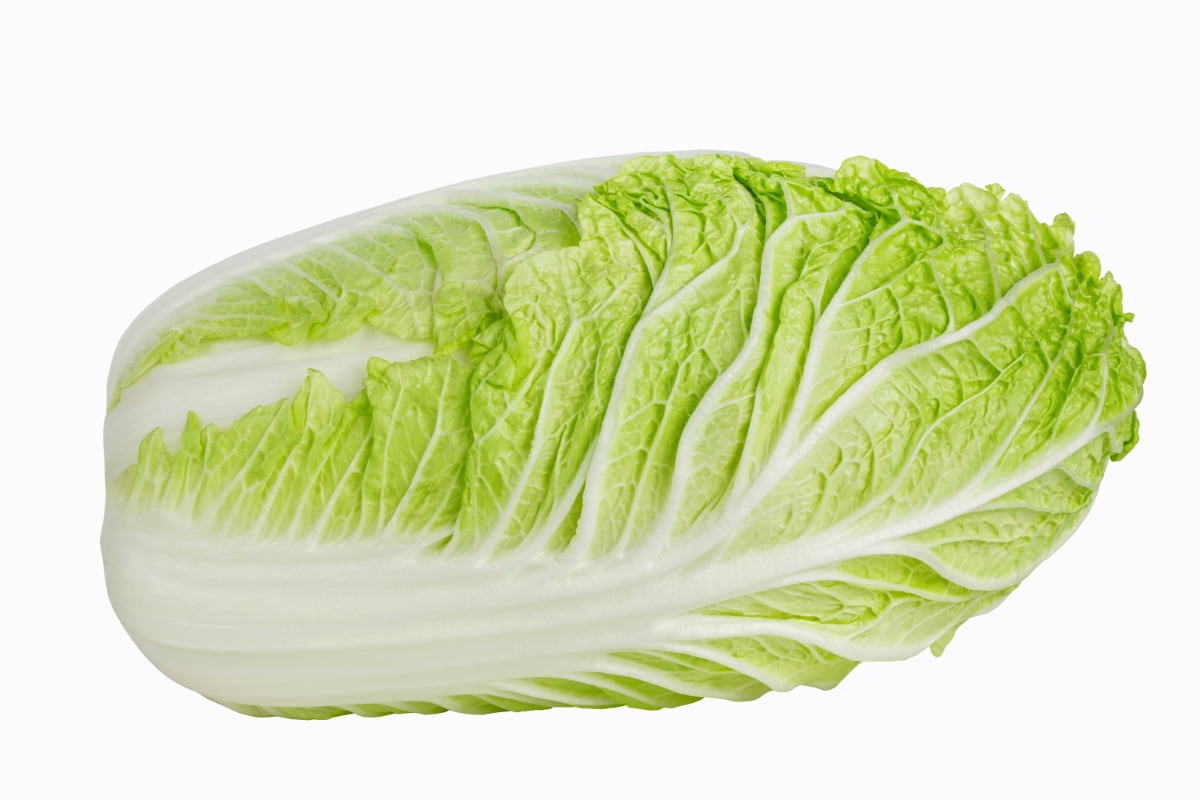Napa Cabbage 
