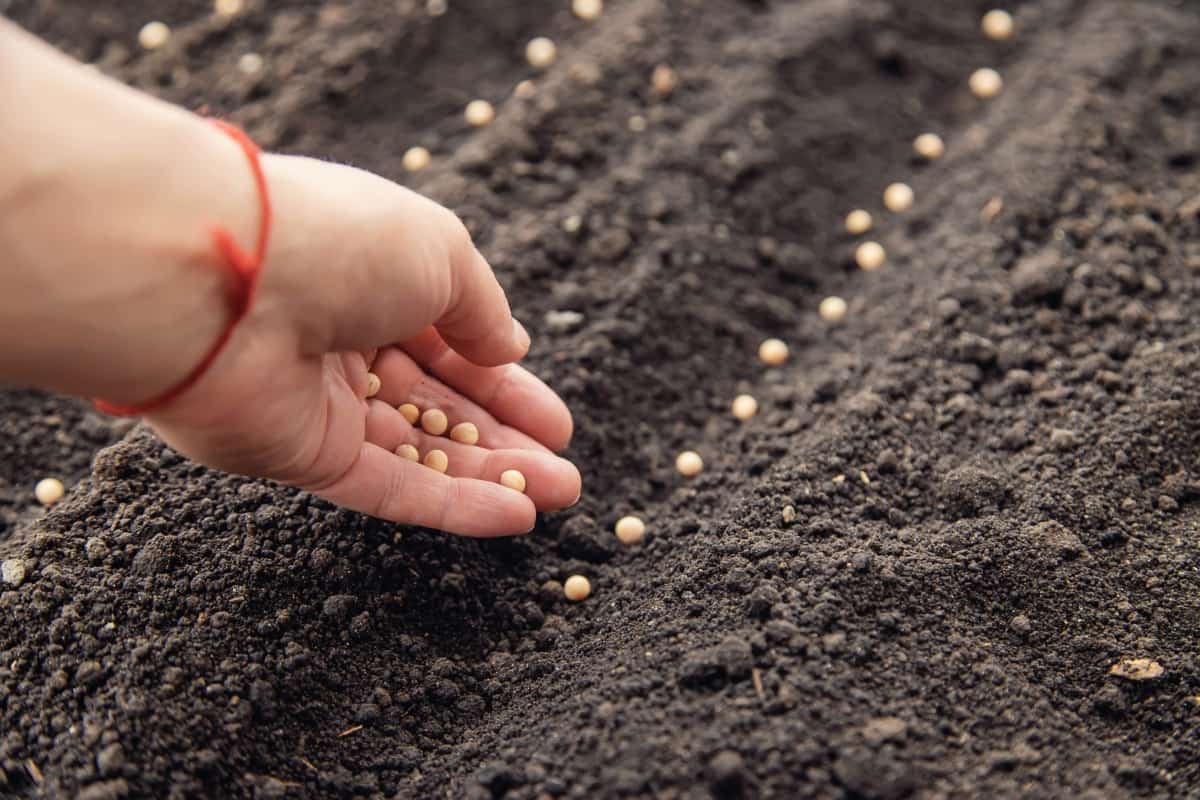 10 Best Essential Tips for Seed Sowing