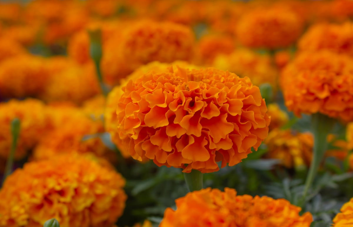 Best Winter Flowers in India. - Viverogarden