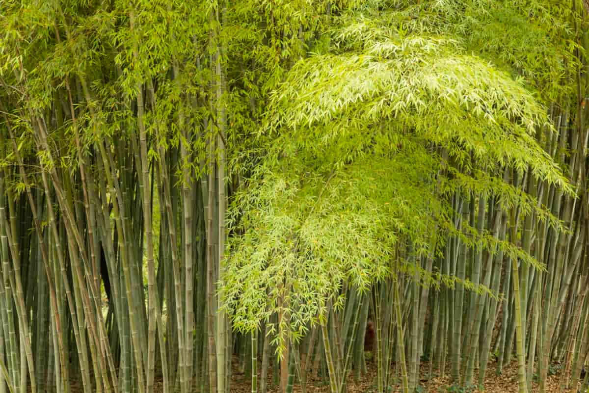 10 Different Types of Bamboo