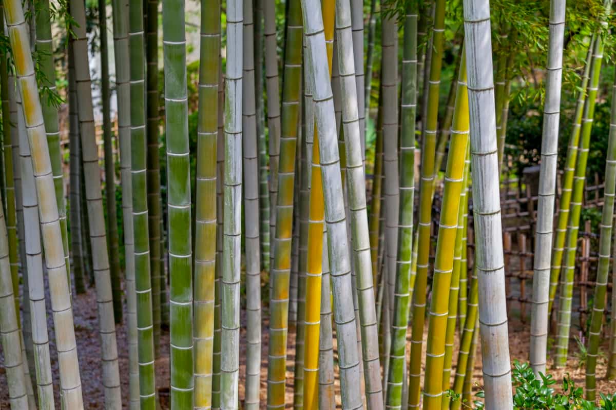Bamboo Trunks