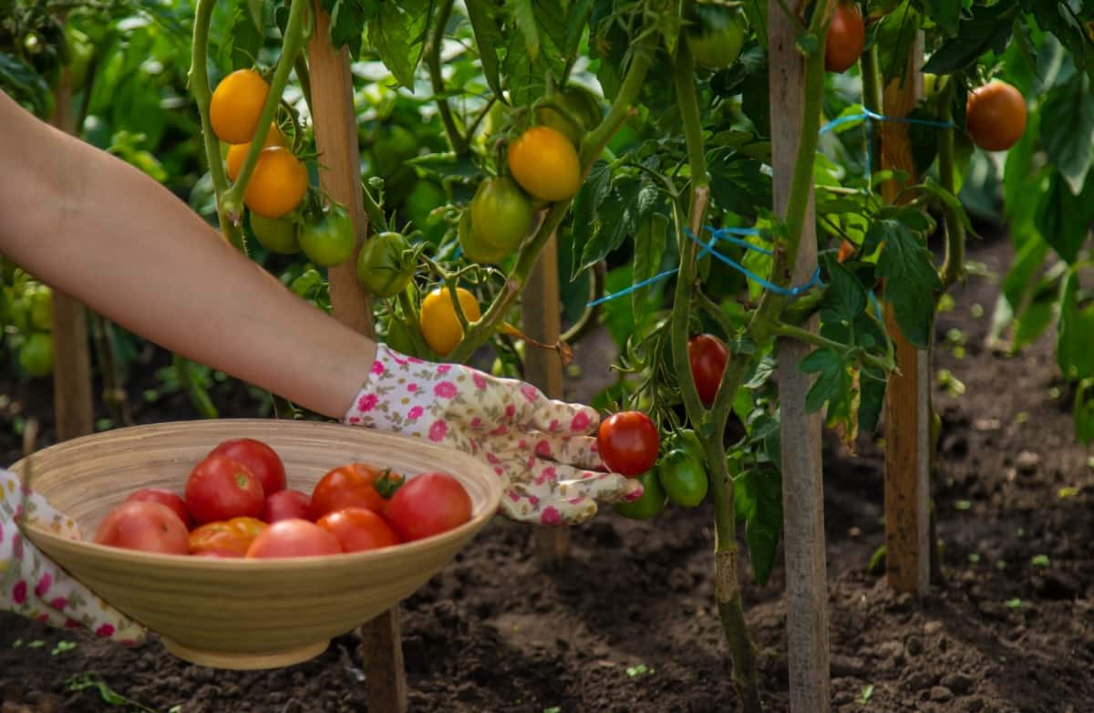 8 Best Fertilizers to Increase Tomato Fruit Size