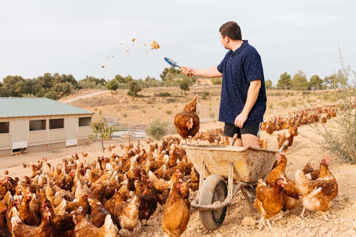 farmer feeding hens with grain from a wheelbarrow