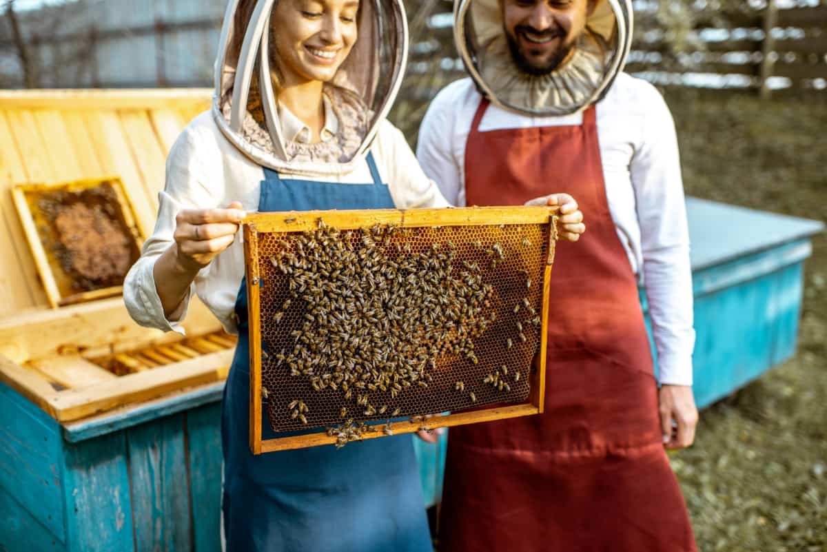 Beekeepers 