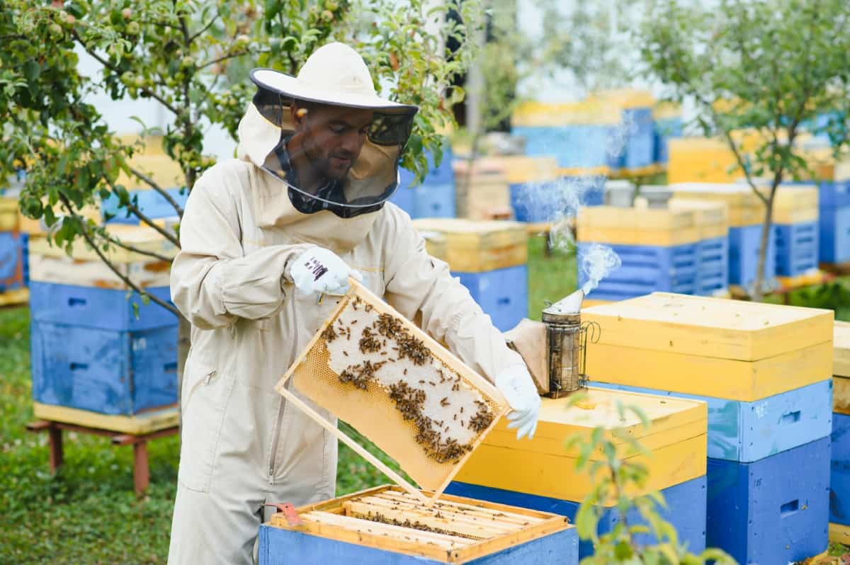 Beekeeping Concept