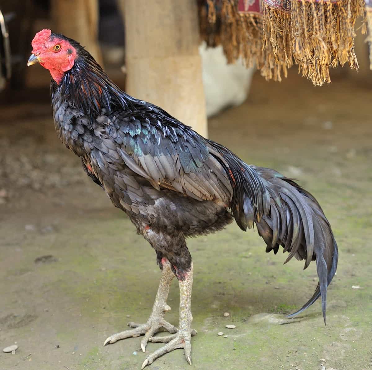 Best Country Chicken Breeds in India: Aseel