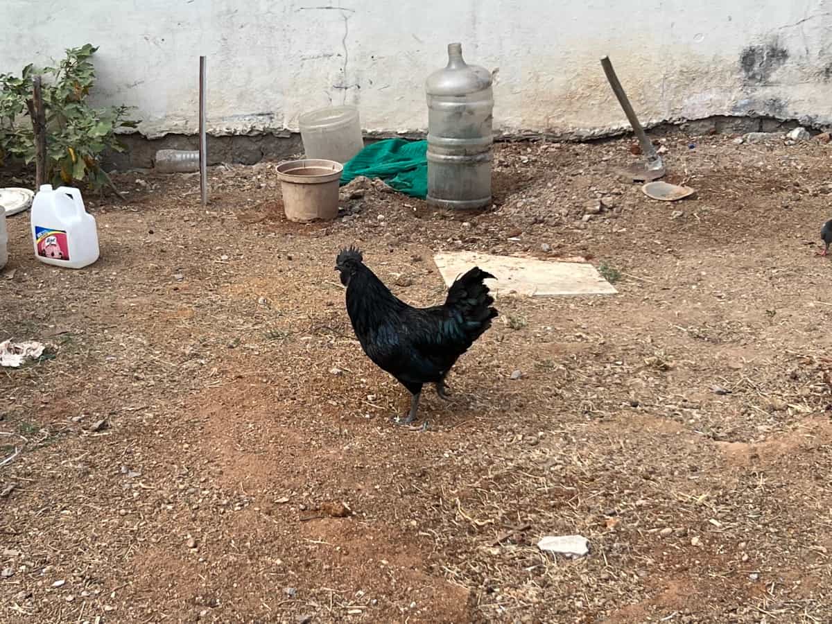 Kadaknath Chicken Breed