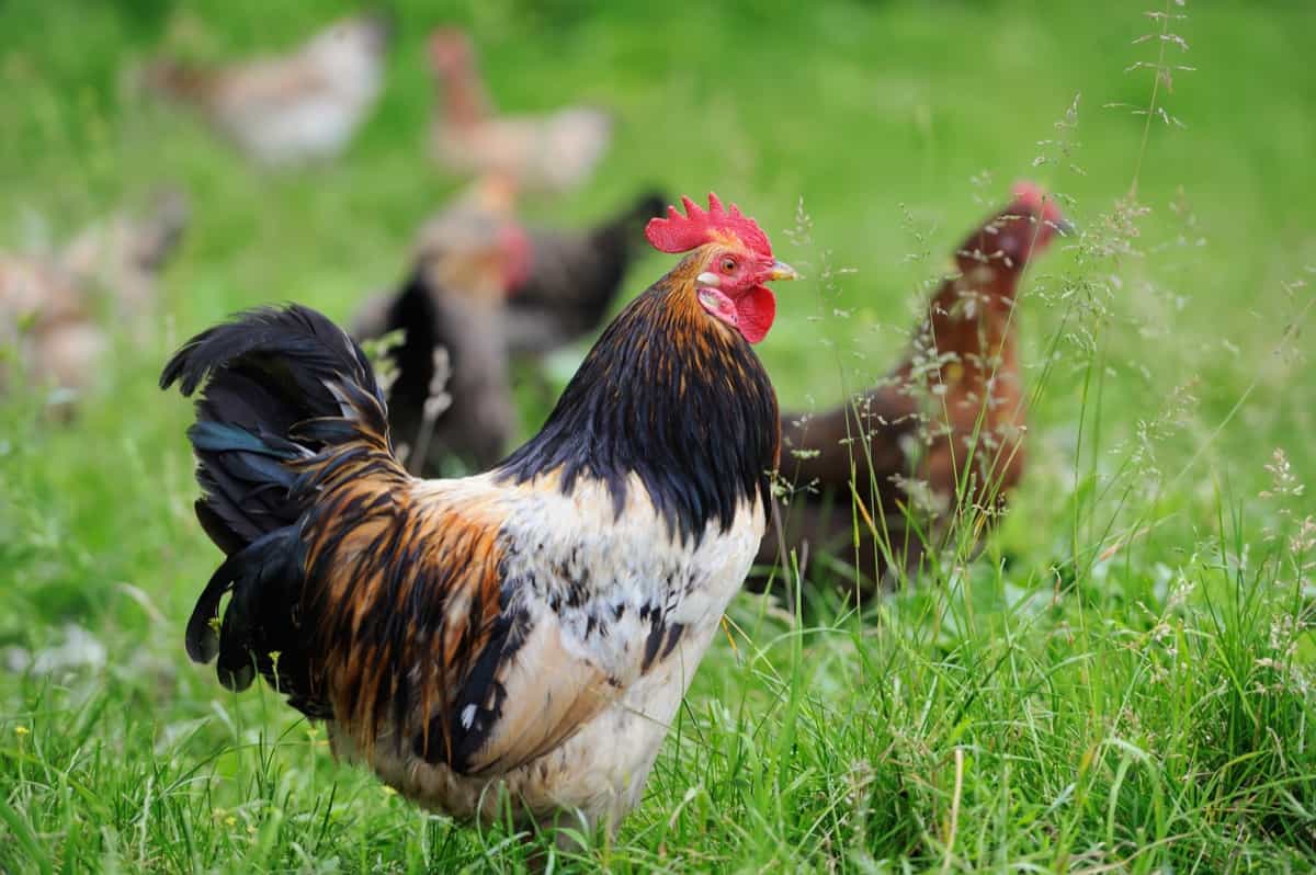 10 Best Country Chicken Breeds in India: Exploring Different Desi ...