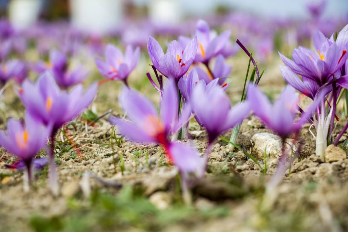 Saffron Flowers on Ground