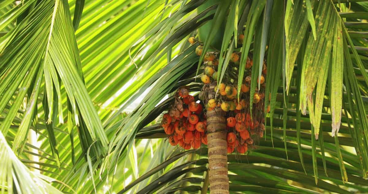 Best Intercrop for Areca Nut: Exploring Intercropping Options for Areca ...
