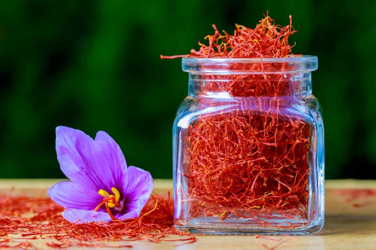 Best Practices to Grow Saffron Organically
