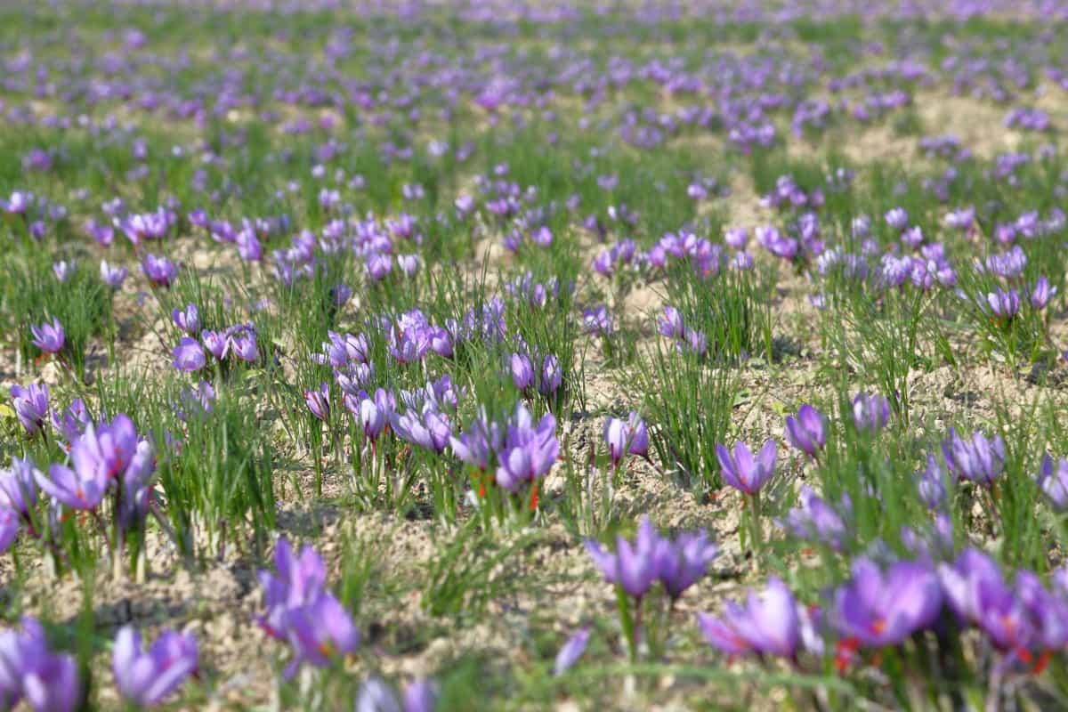 Saffron flowers in a field