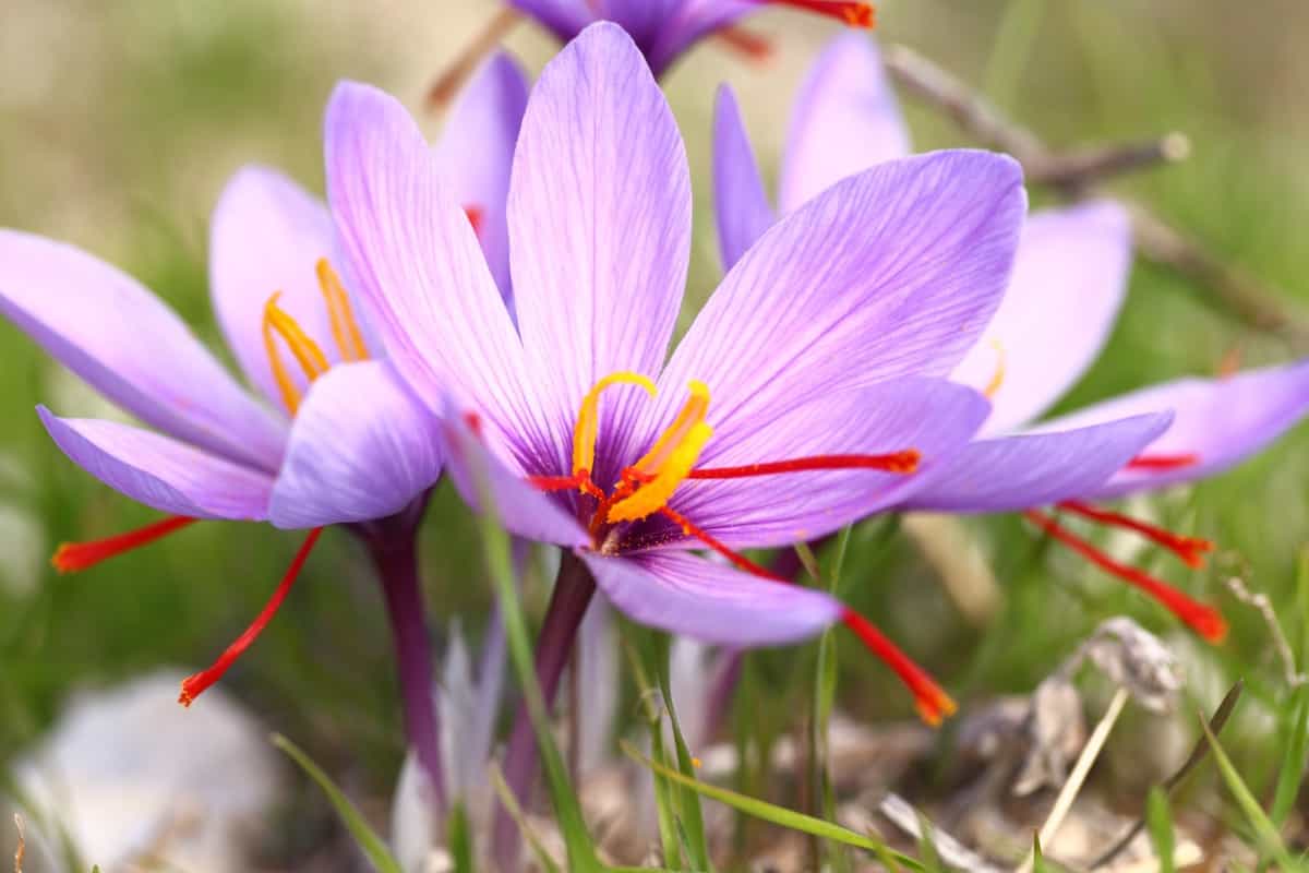 Saffron flower on ground