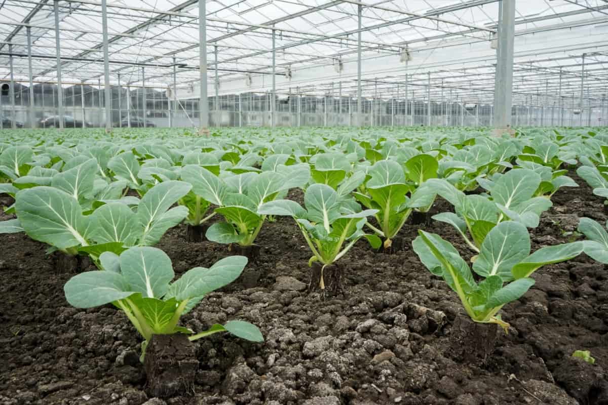 Cabbage Farming in Greenhouse
