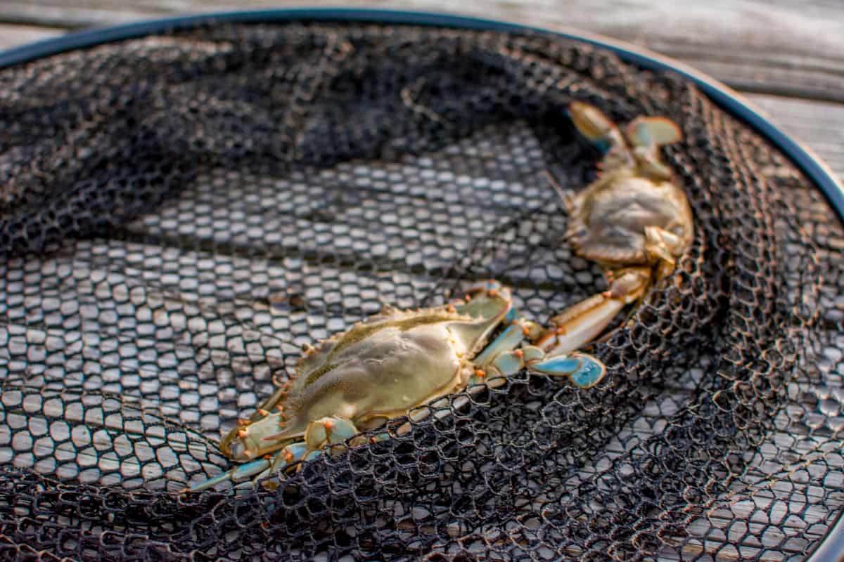 Crabs in Net Bag