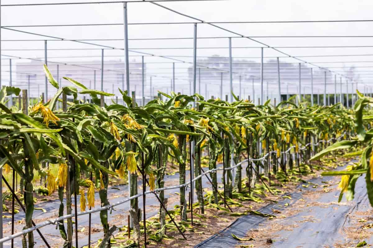 Cost of Drip Irrigation per Acre for Dragon Fruit

