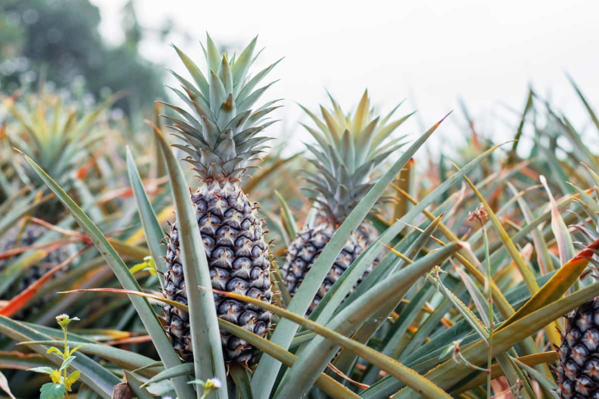 Cost of Drip Irrigation per Acre for Pineapple
