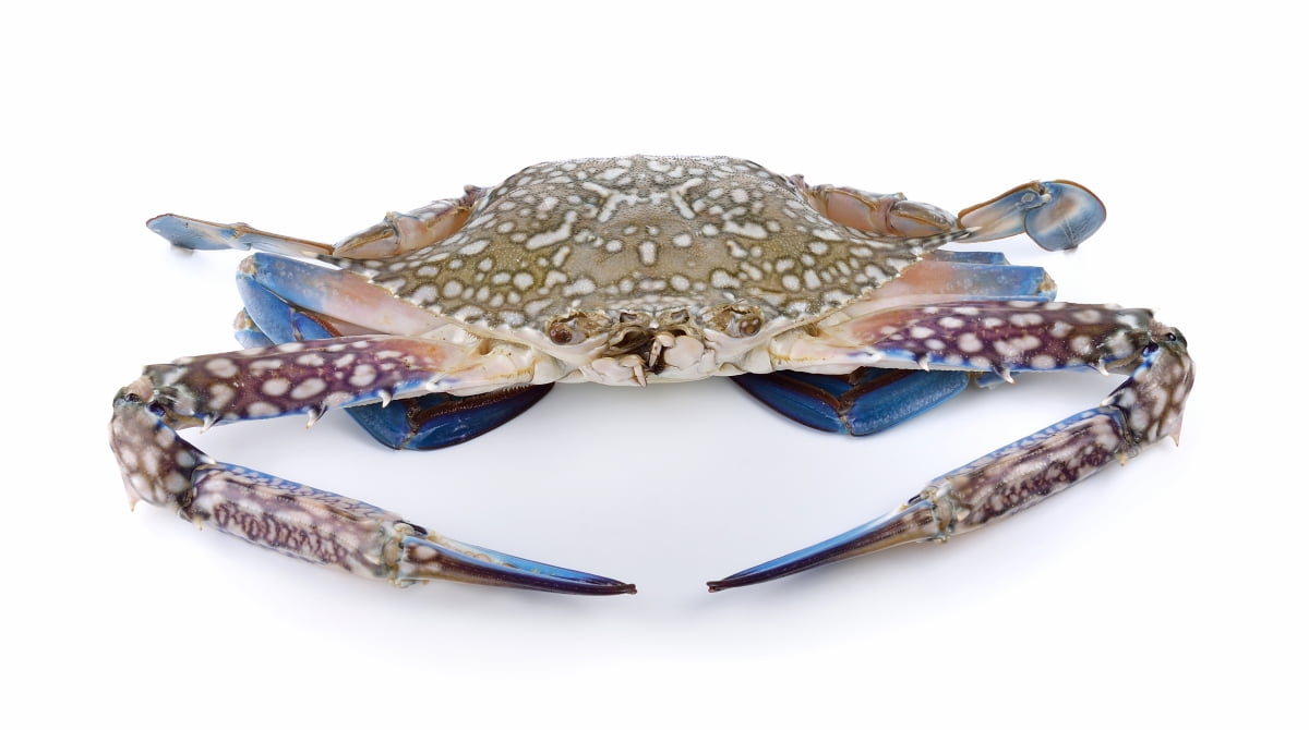 Crab Rearing in Box Culture Method