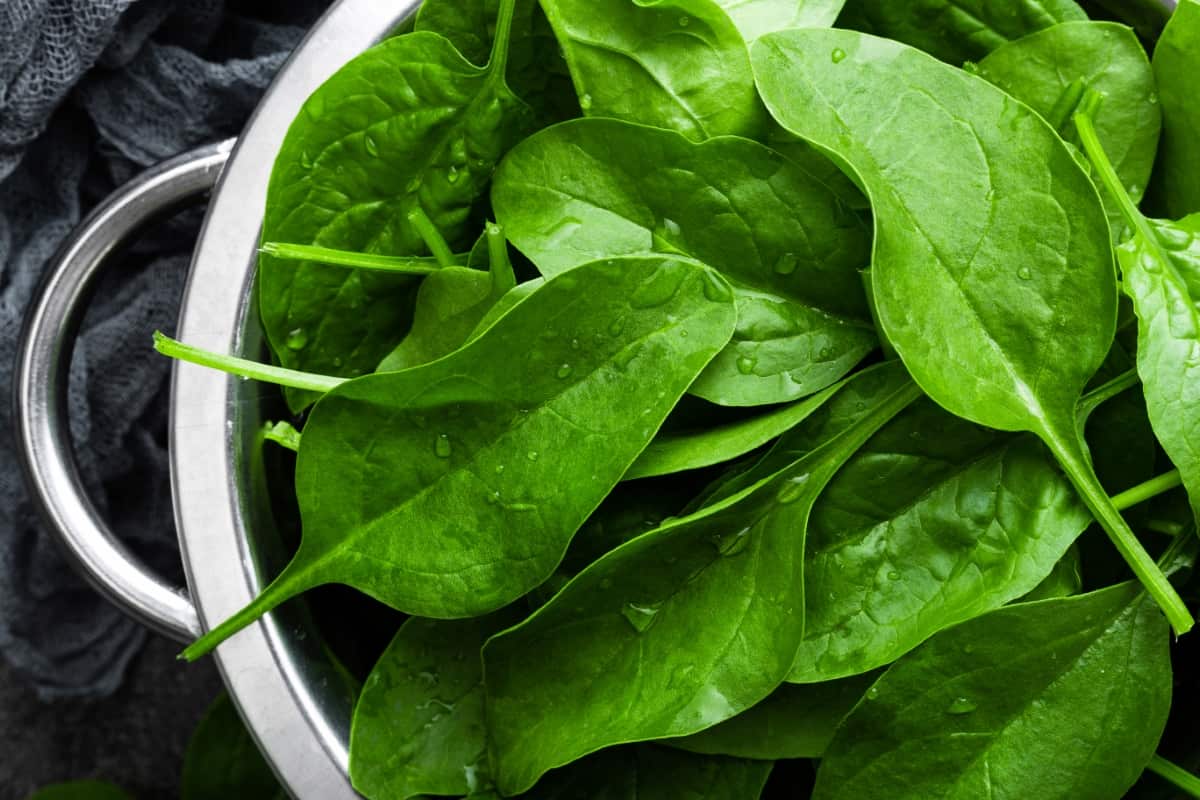 Different Types of Spinach