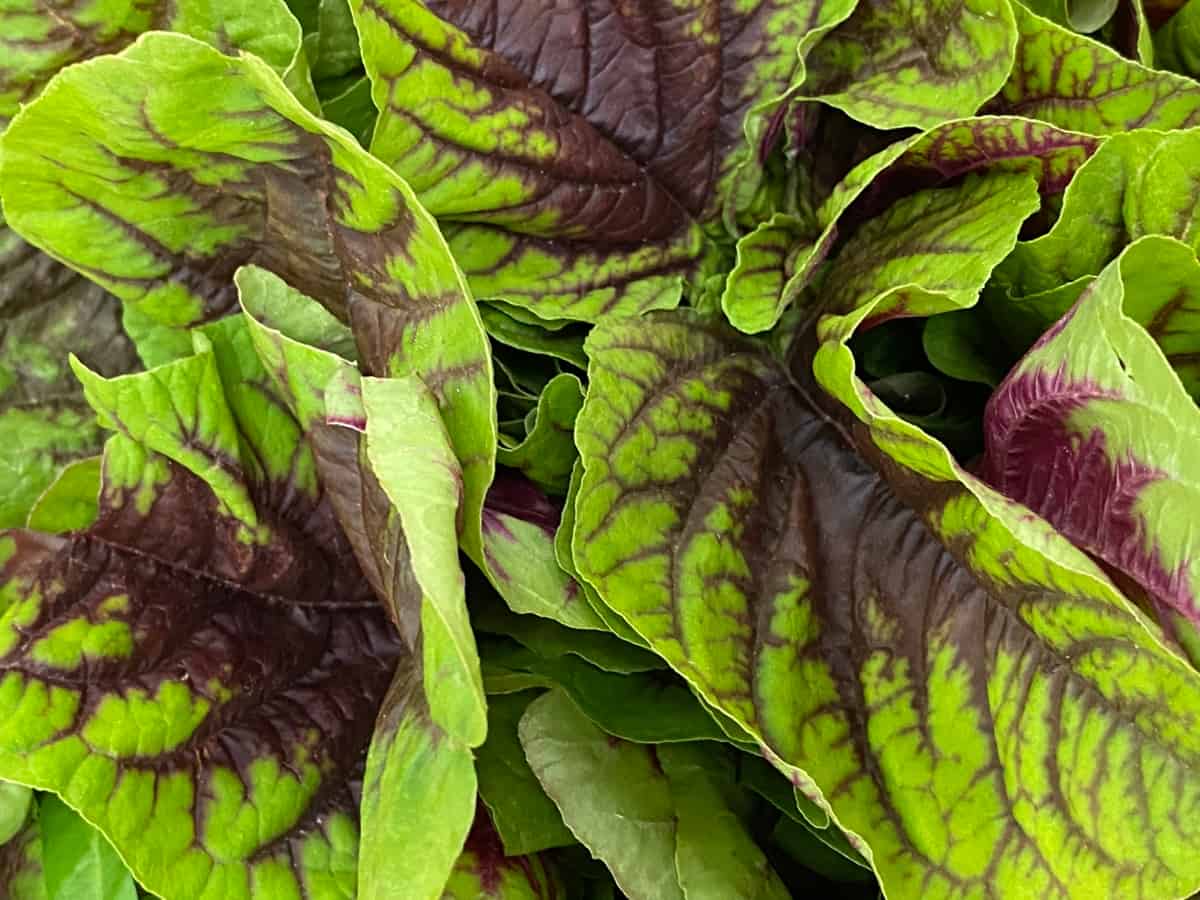 Red Spinach