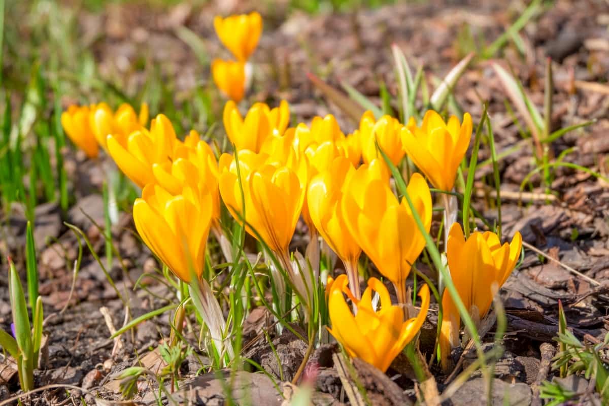 Saffron Bloom in The Flowerbed
