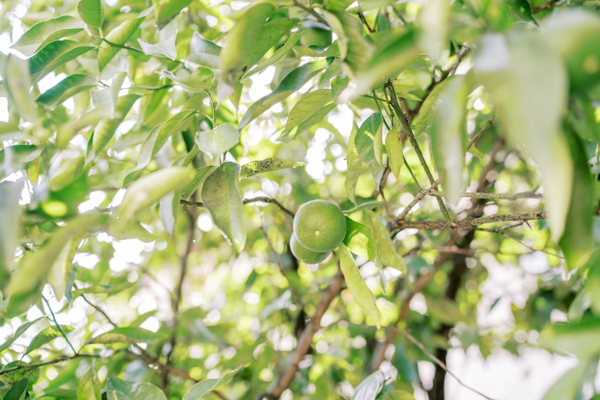 Green Lime Growing on Tree