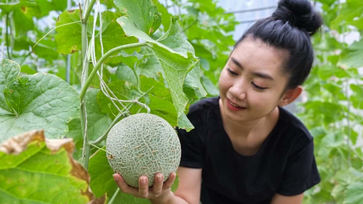 Melon Growing in A Greenhouse