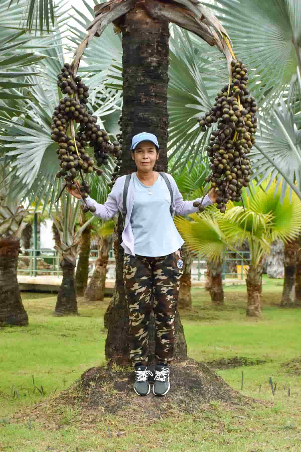 Palm Field 