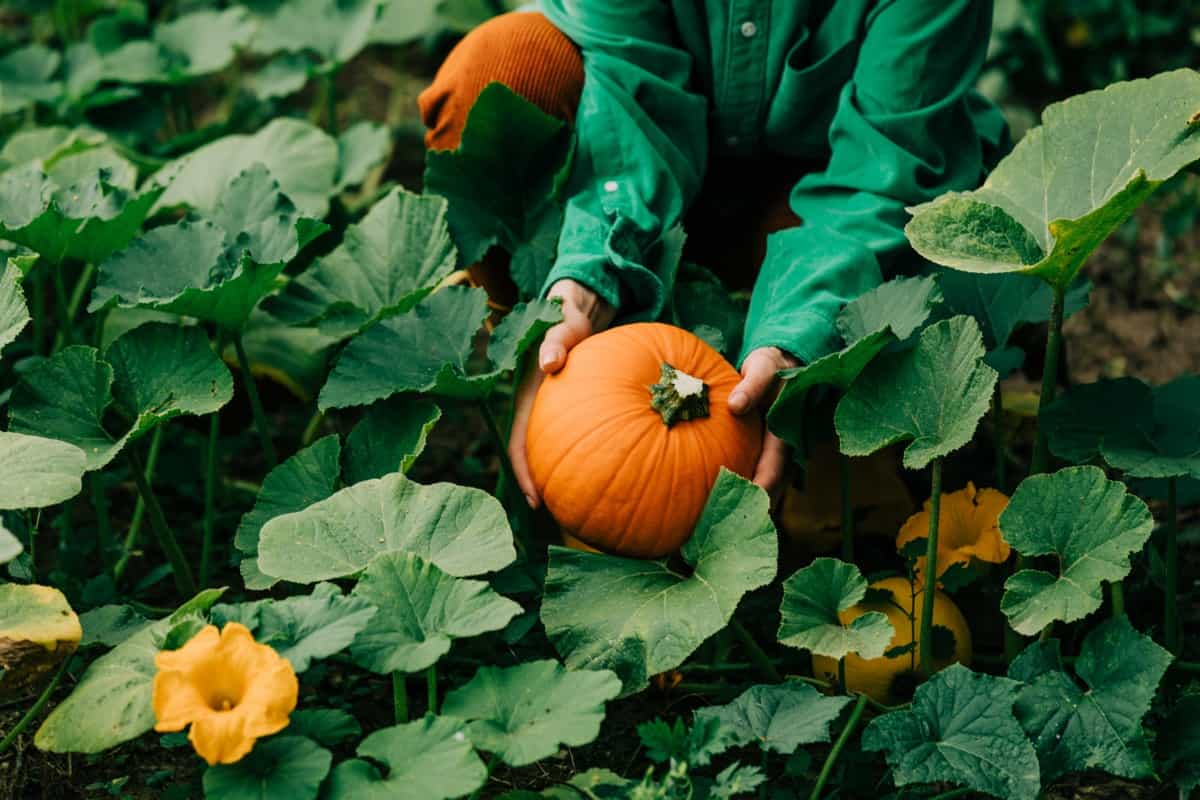 Drip Irrigation Cost for Pumpkin