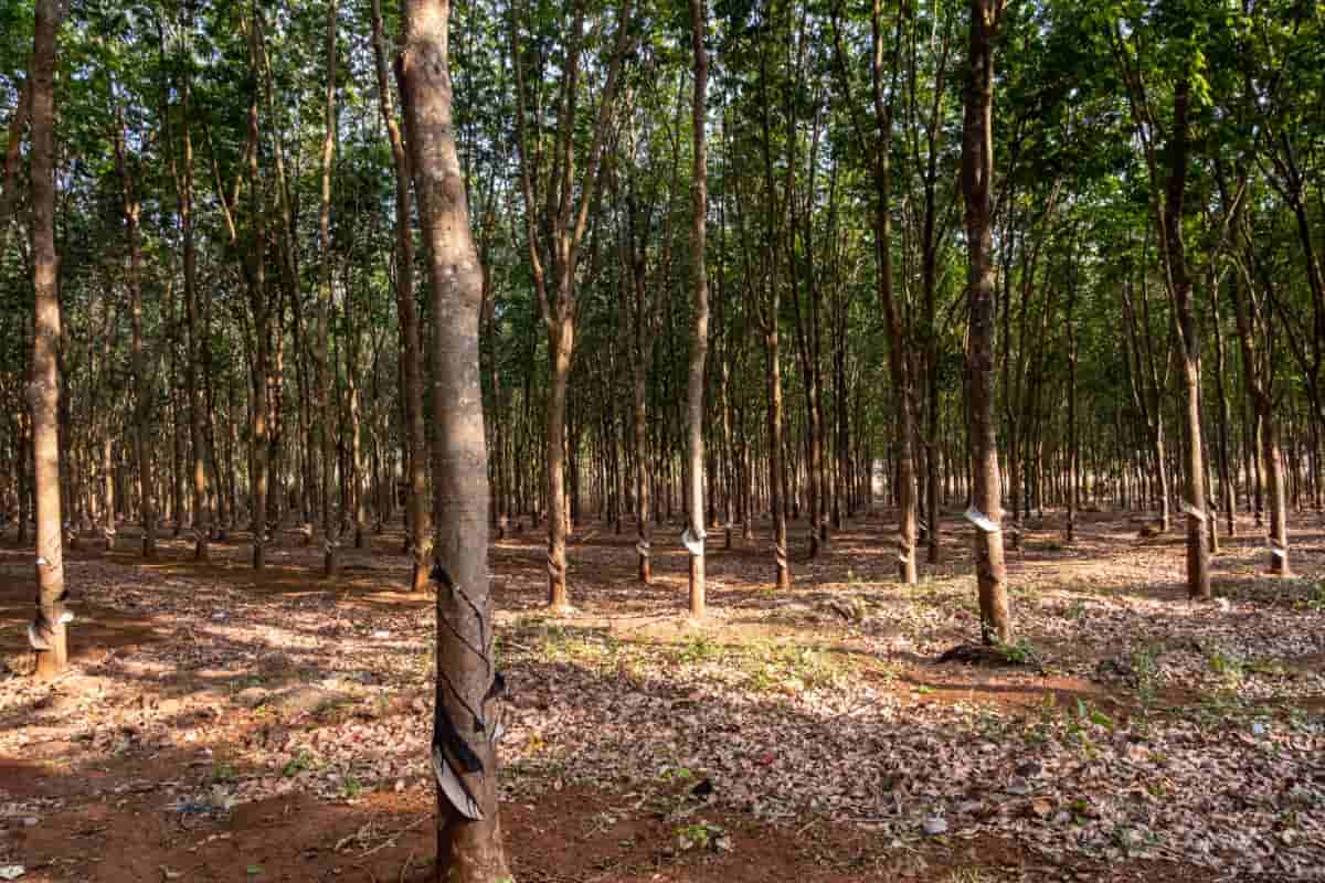 Drip Irrigation Cost for Rubber Plantation