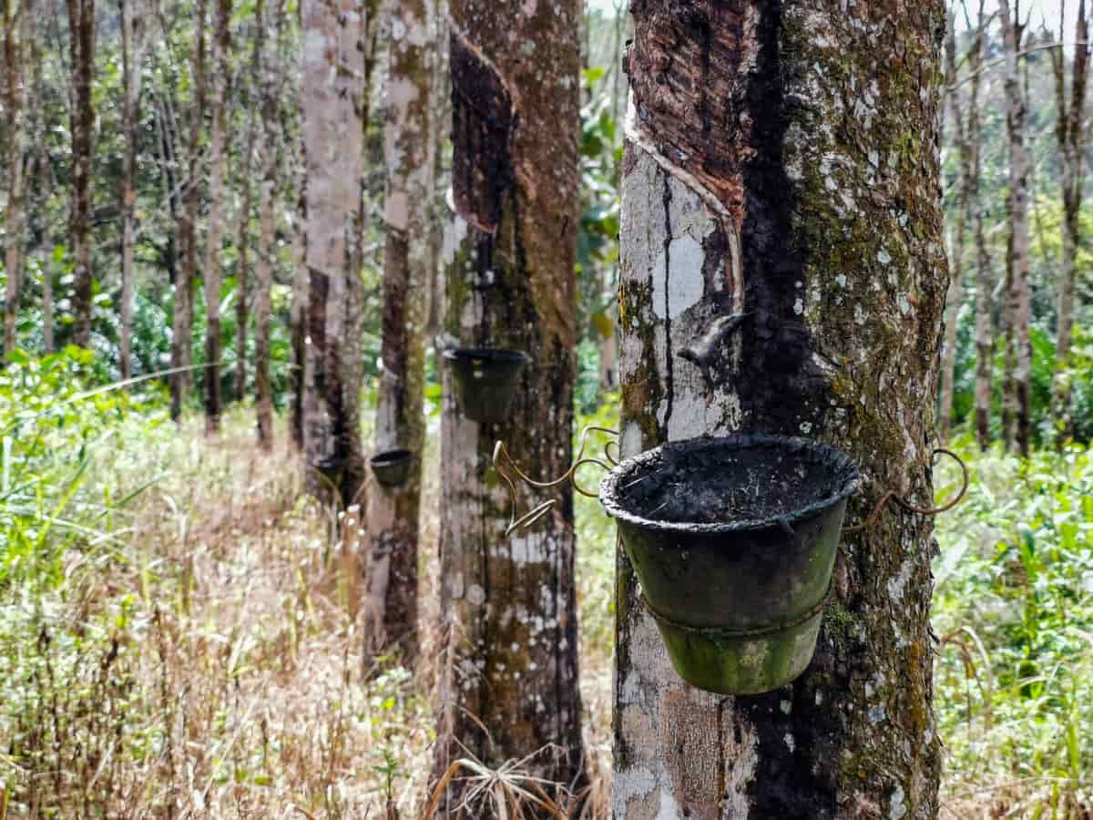 Dry Latex in Black Bowl Attached to Rubber Tree