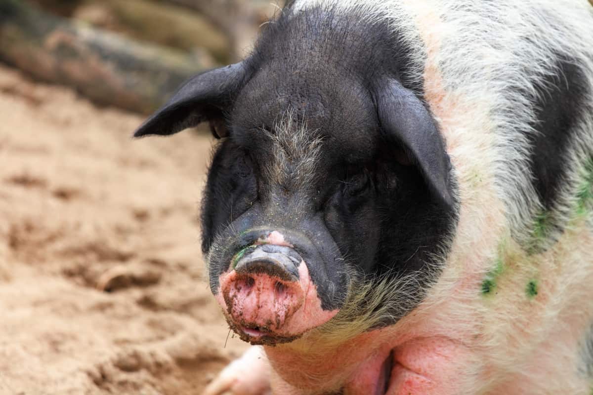 Euskal Txerria Pig Breed