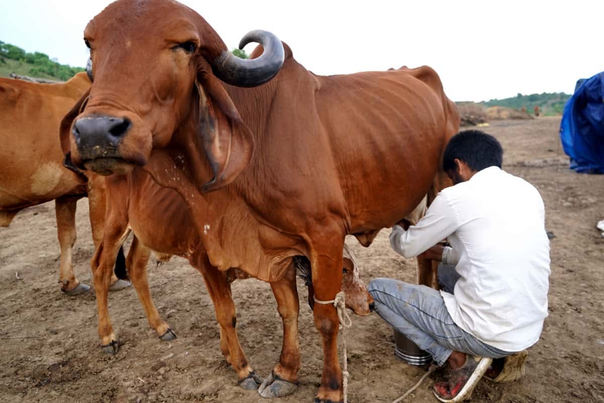 A Farmer Milking Cow