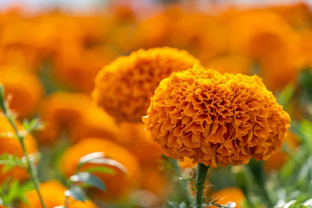 Orange Marigold Gardening 