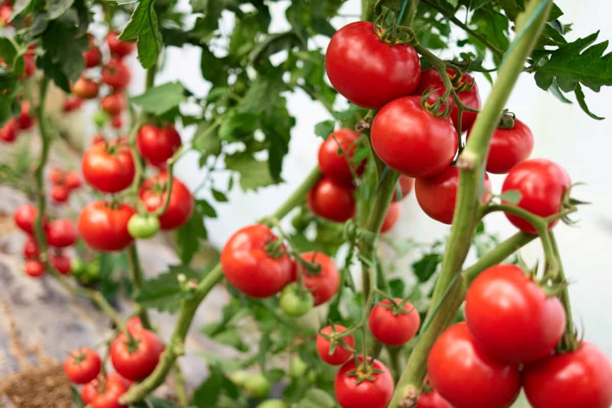 Red Tomatoes on Branch