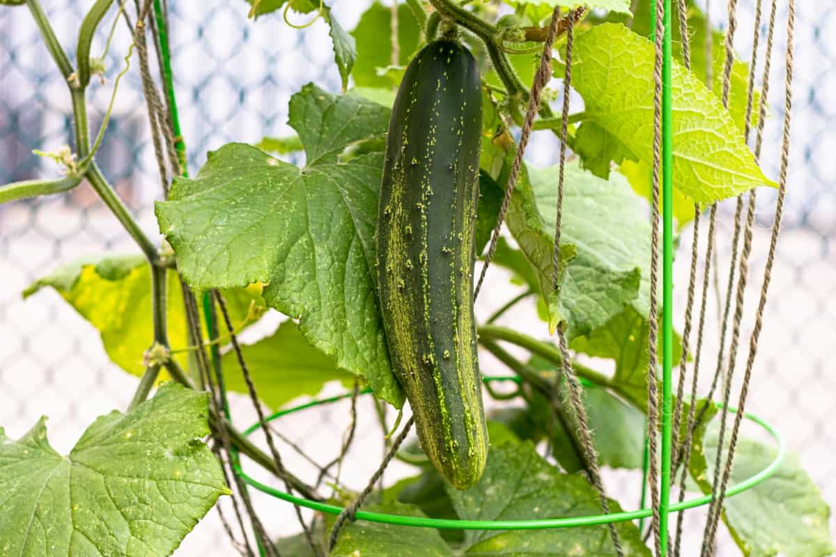 Cucumber Hanging from A Trellis