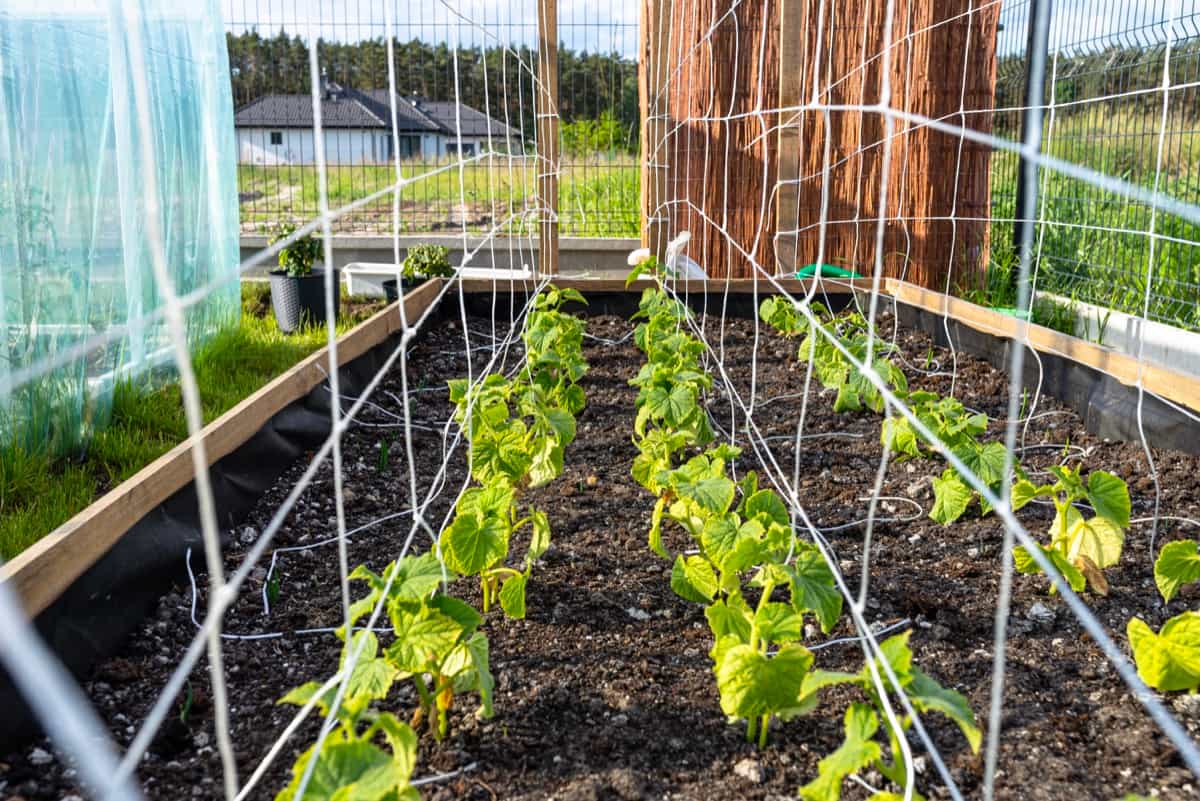 How to Build a Trellis for Cucumber Vines