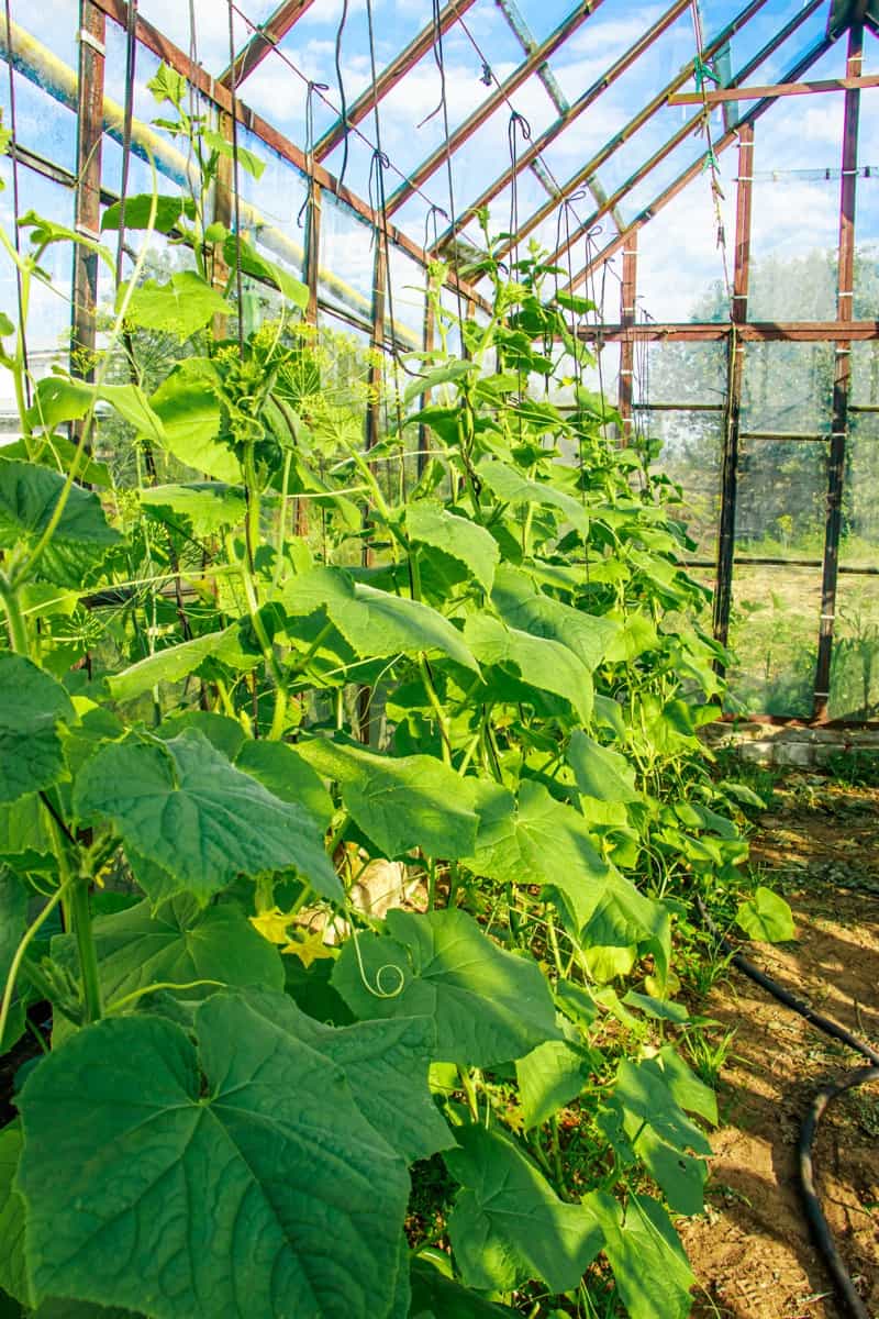 Growing cucumbers in greenhouse
