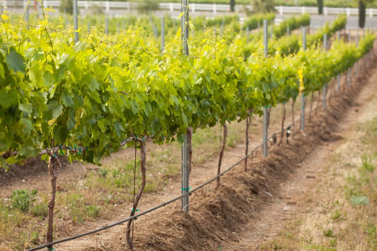 How to Build a Trellis for Grape Vines