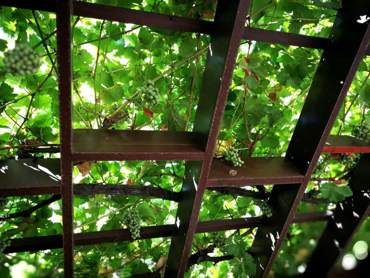 Grape canopy