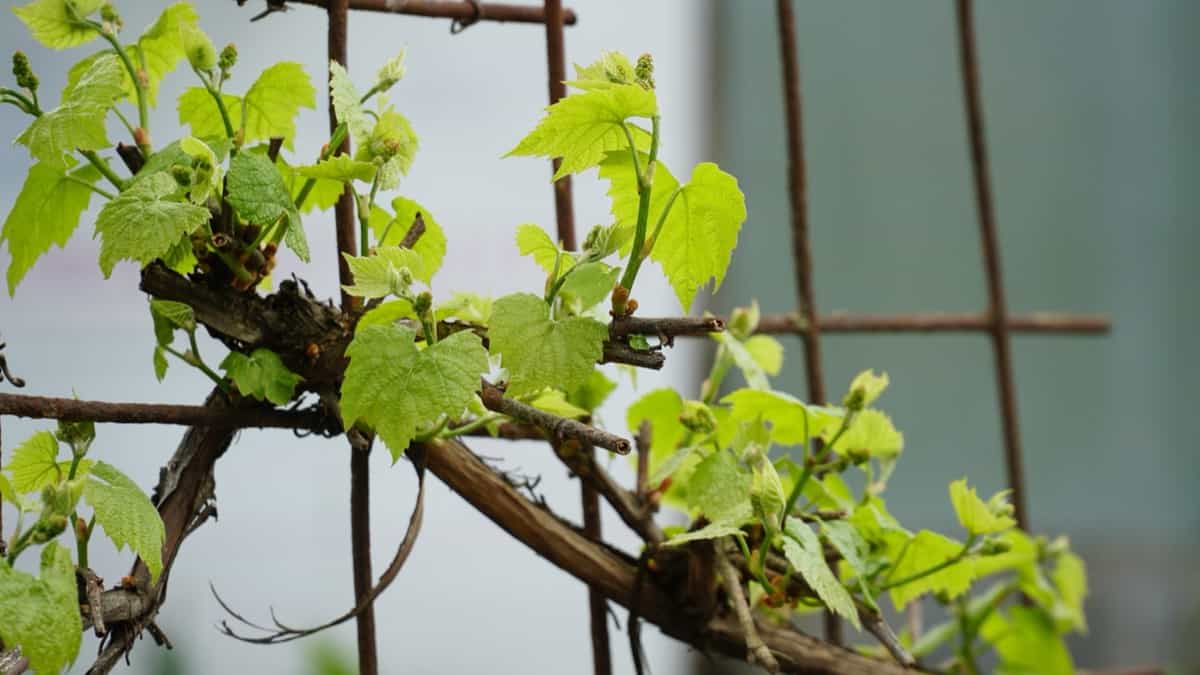 Young inflorescences of grapes on the vine