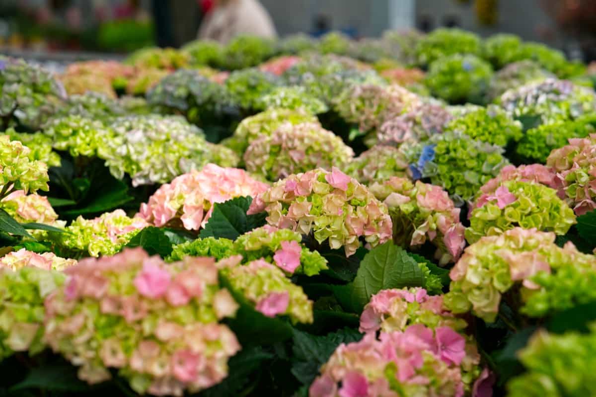How to Care for Mophead Hydrangeas