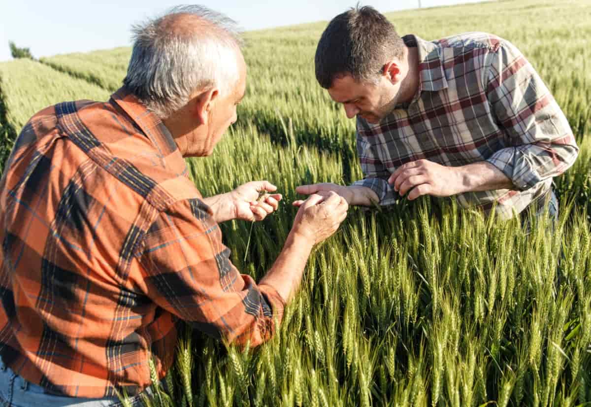 Examining Wheat Crop