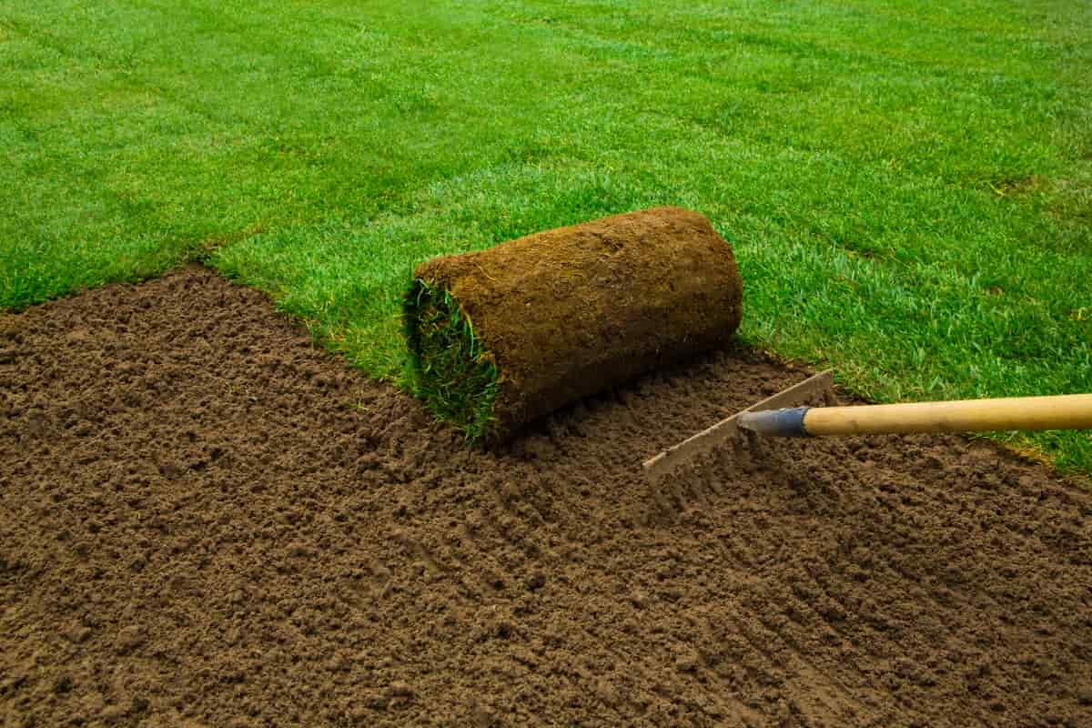 How to Create a Perfect Lawn in 10 Steps