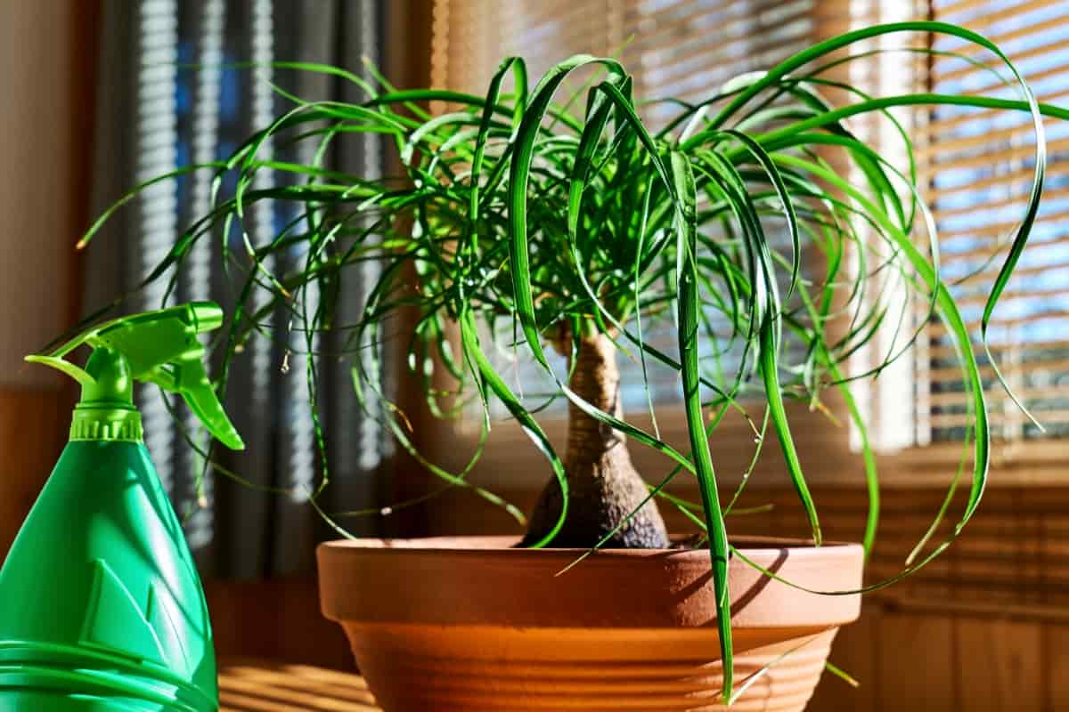 How to Get Rid of Houseplant Pests with Homemade Sprays