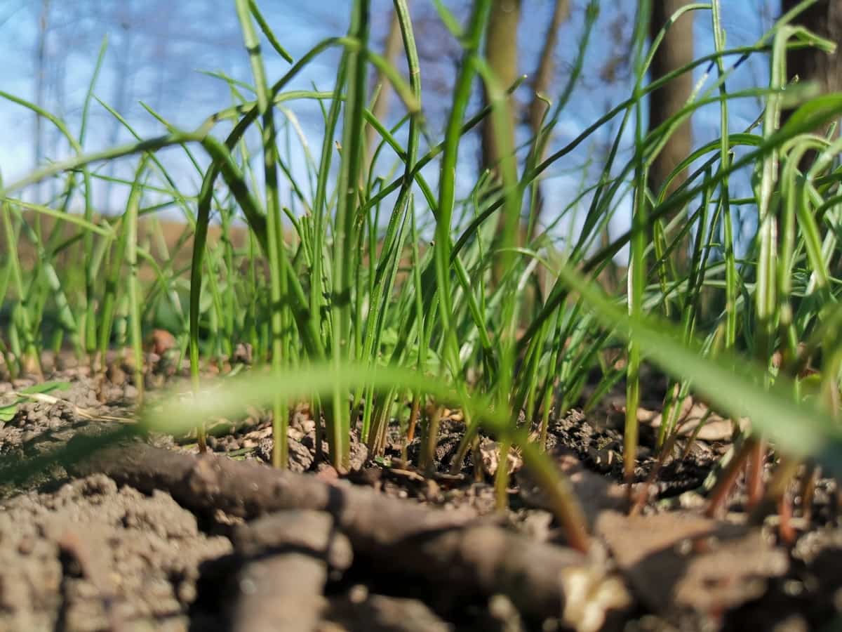 How to Grow Juncao Grass