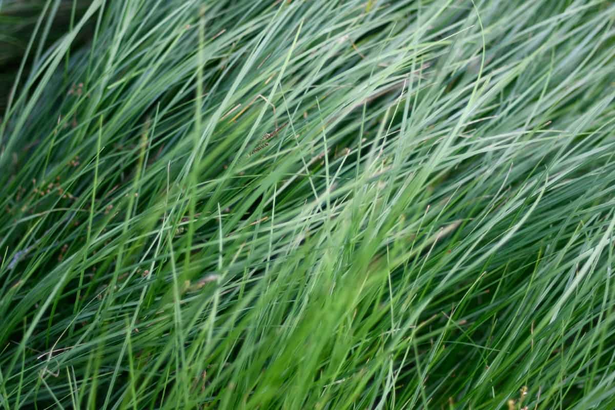 Grass 