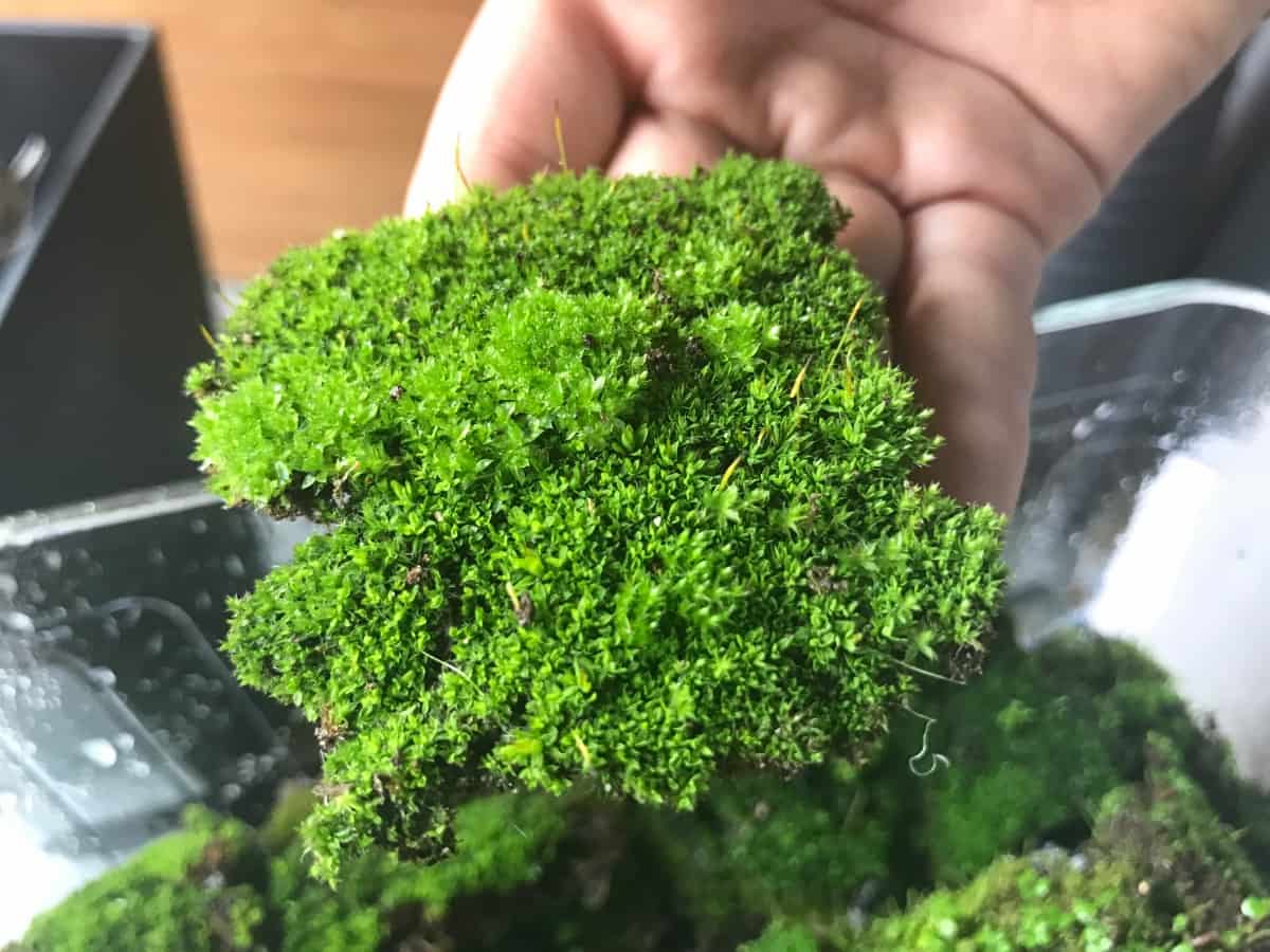How to Grow Moss at Home in 10 Steps